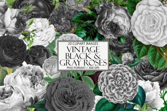Styling with Vintage Black and Gray Roses Clipart